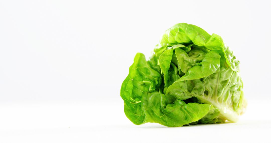 Fresh Green Lettuce Isolated on White Background - Free Images, Stock Photos and Pictures on Pikwizard.com