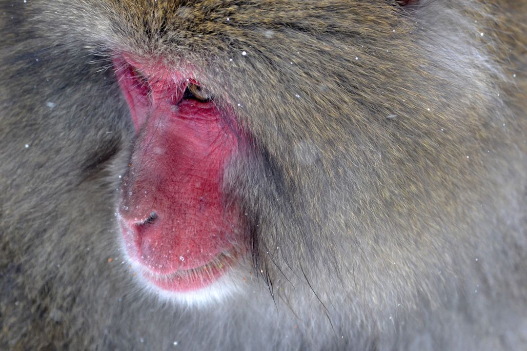 Close-Up of Snow Monkey with Red Face in Japan - Free Images, Stock Photos and Pictures on Pikwizard.com