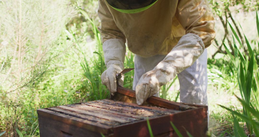 Beekeeper in Protective Clothing Inspects Honeycomb Frame