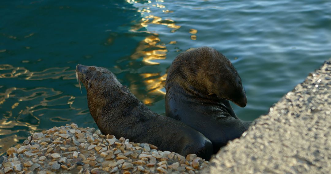 Two seals bask in the sunlight by the water's edge - Free Images, Stock Photos and Pictures on Pikwizard.com