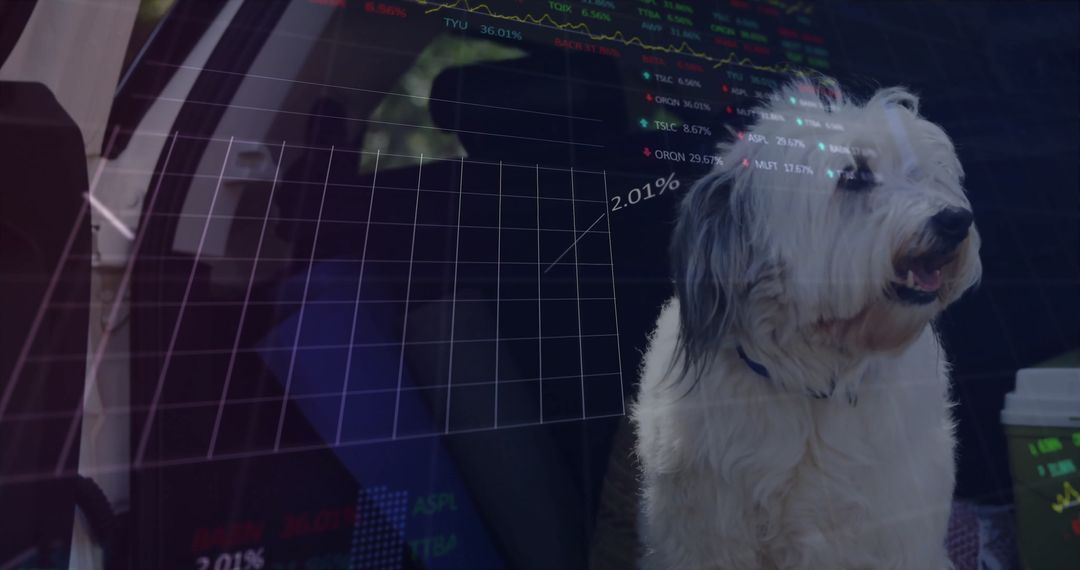 Dog Sitting in Car Oasis with Stock Analytics