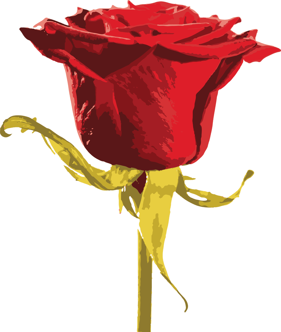 Transparent Red Rose Illustration Isolated with Stem