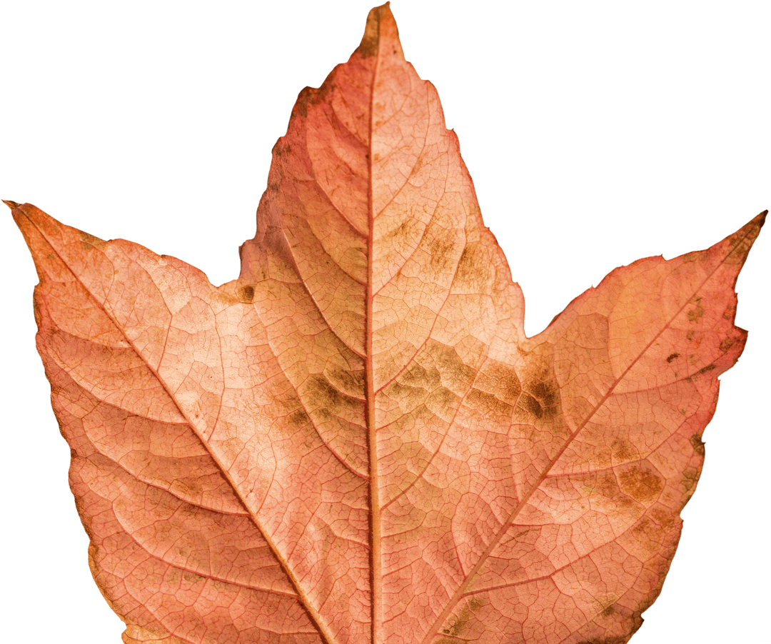 Detailed Transparent Close-Up of Dried Brown Leaf