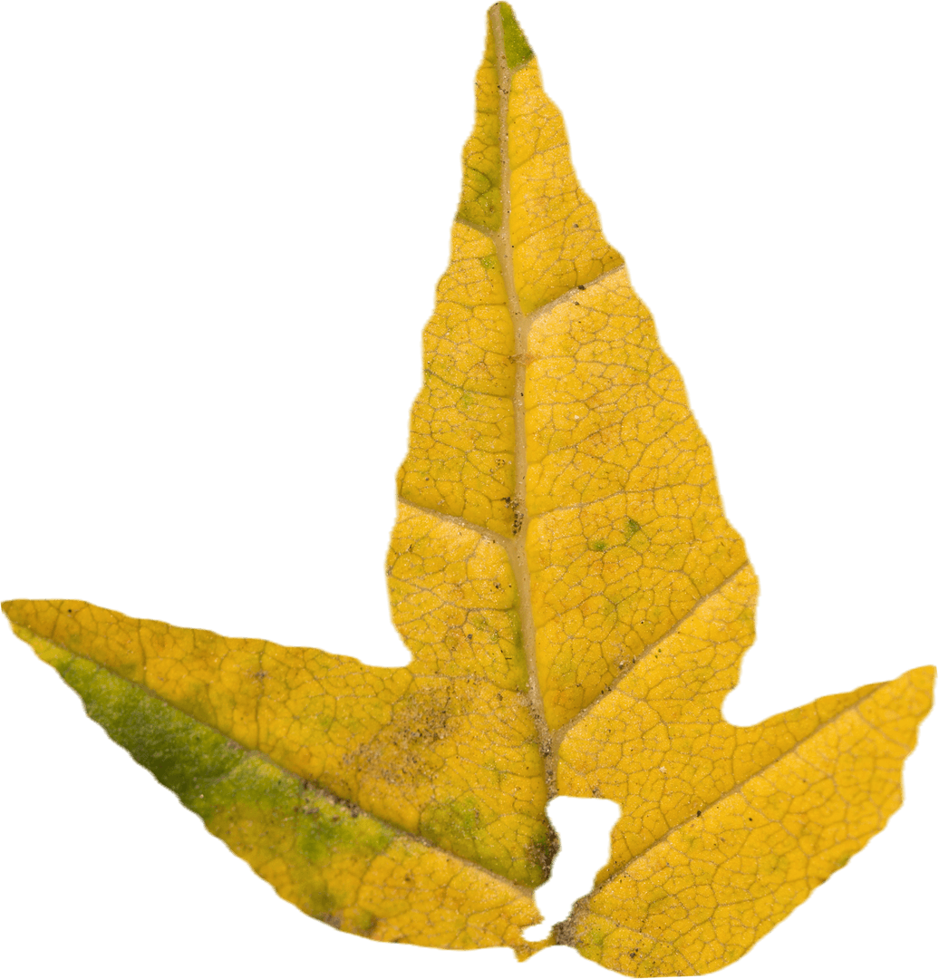 Bright Yellow Autumn Leaf Close-Up on Transparent Background