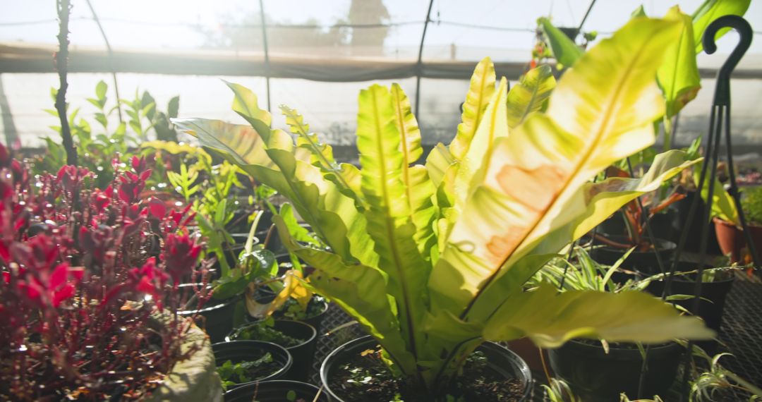 Lush Greenhouse with Sunlit Potted Ferns
