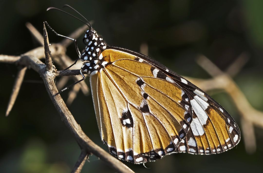 Monarch Butterfly Perched on Thorny Branch