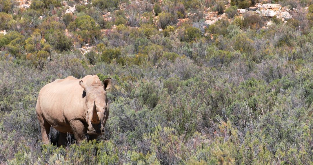 A solitary rhinoceros stands amidst the brush in a savanna landscape, with copy space - Free Images, Stock Photos and Pictures on Pikwizard.com