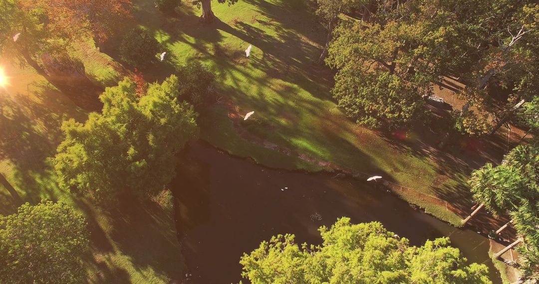 Aerial View of Birds Flying Over Sunlit Park