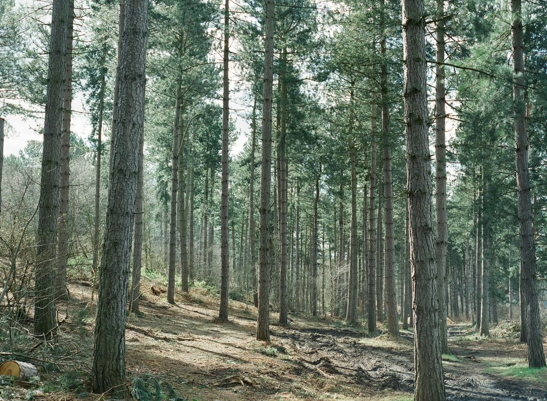 Dense Forest with Tall Pine Trees in Daylight - Free Images, Stock Photos and Pictures on Pikwizard.com