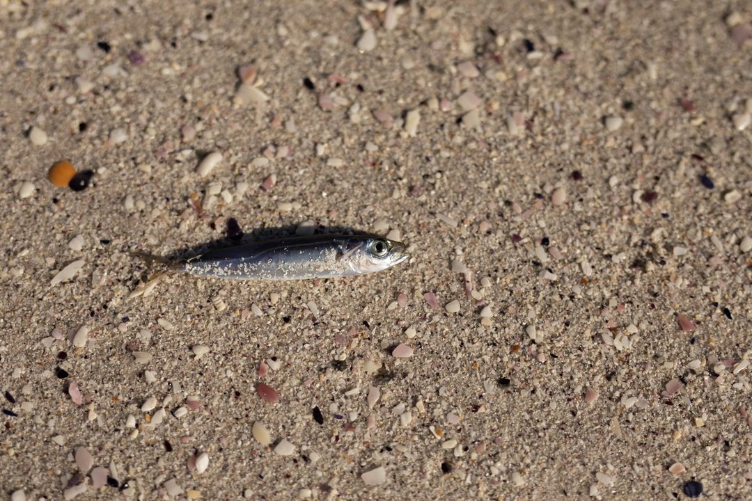 Small Fish on Sandy Beach - Free Images, Stock Photos and Pictures on Pikwizard.com