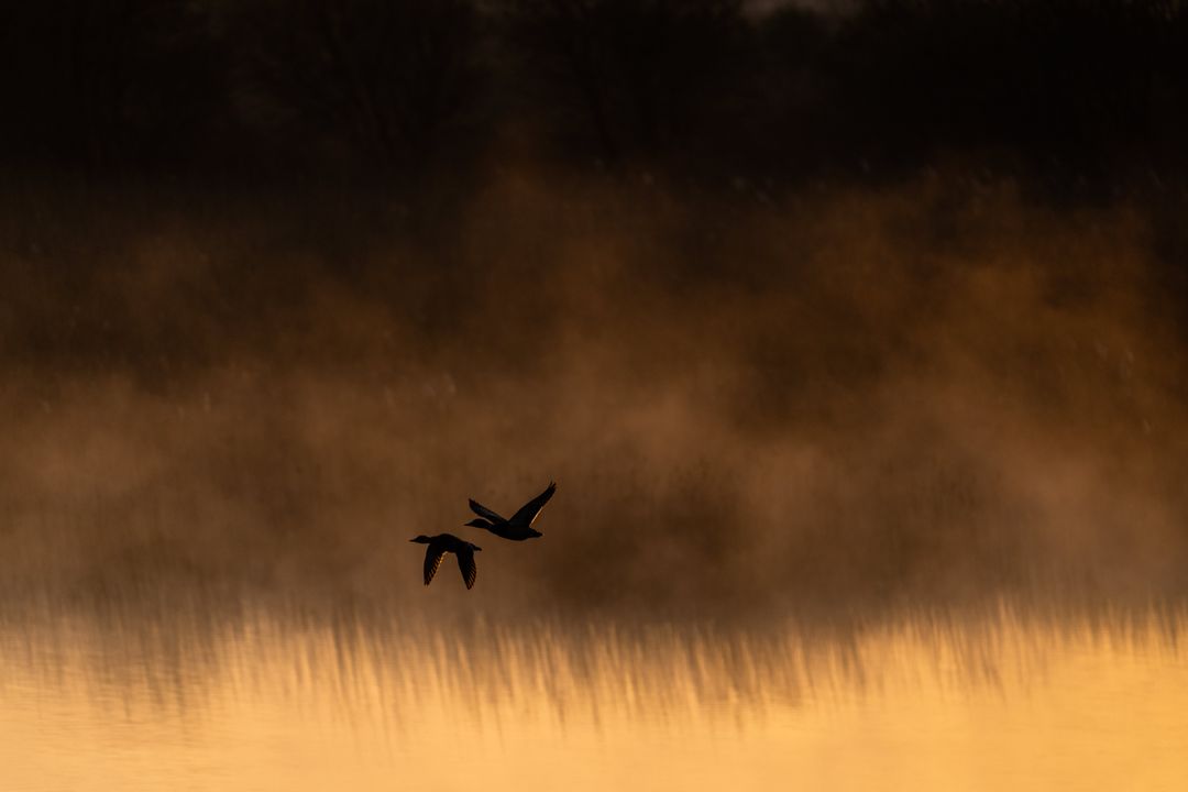Ducks Flying Over Misty Lake at Dawn