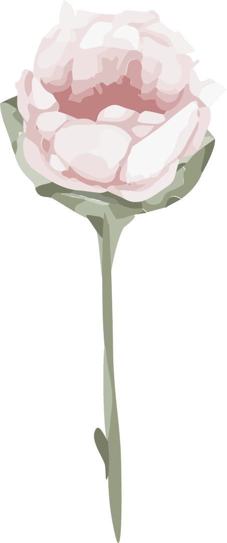 Delicate Pale Pink Flower with Green Stem on Transparent Background