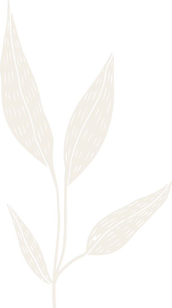 Botanical Sketch of Plant Branch on Transparent Background