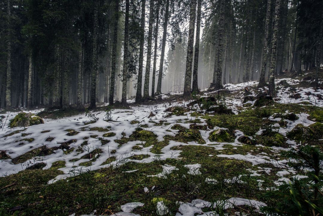 Misty Forest with Melting Snow Cover - Free Images, Stock Photos and Pictures on Pikwizard.com