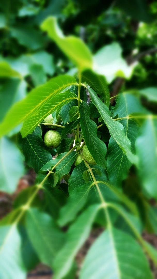 Walnut Tree with Unripe Walnuts and Green Leaves - Free Images, Stock Photos and Pictures on Pikwizard.com