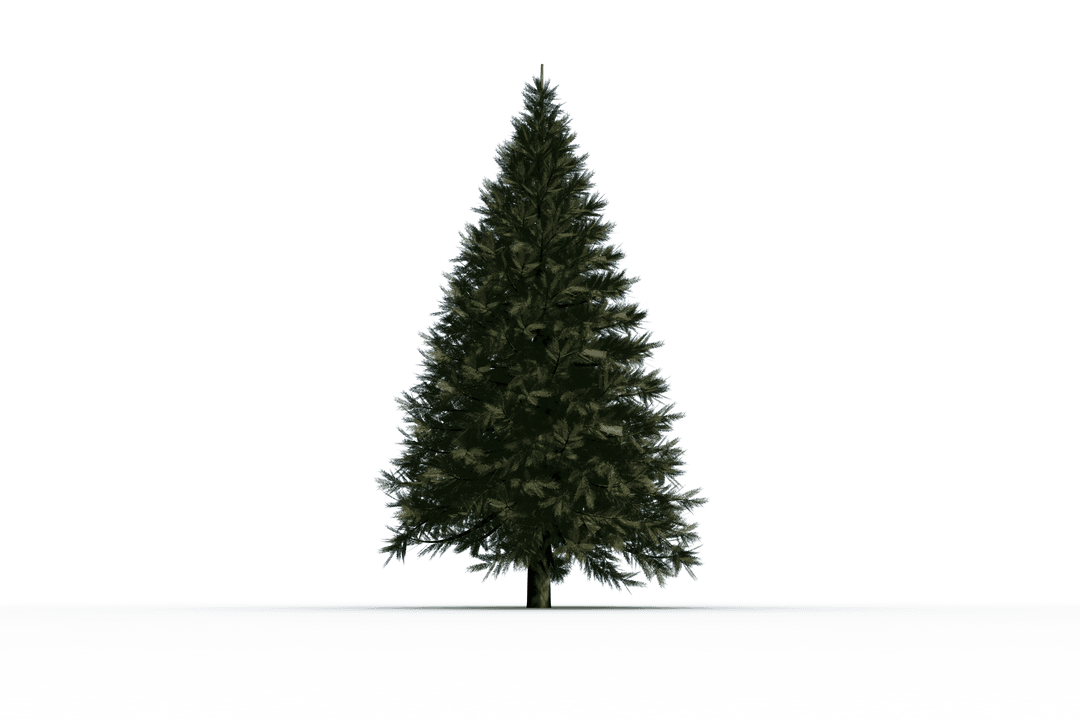Digital Illustration of Transparent Fir Tree for Holiday Design