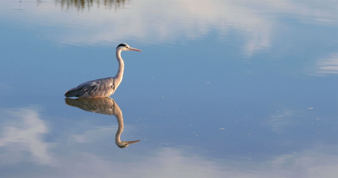 Serene Blue Heron Reflecting in Calm Water at Twilight - Free Images, Stock Photos and Pictures on Pikwizard.com