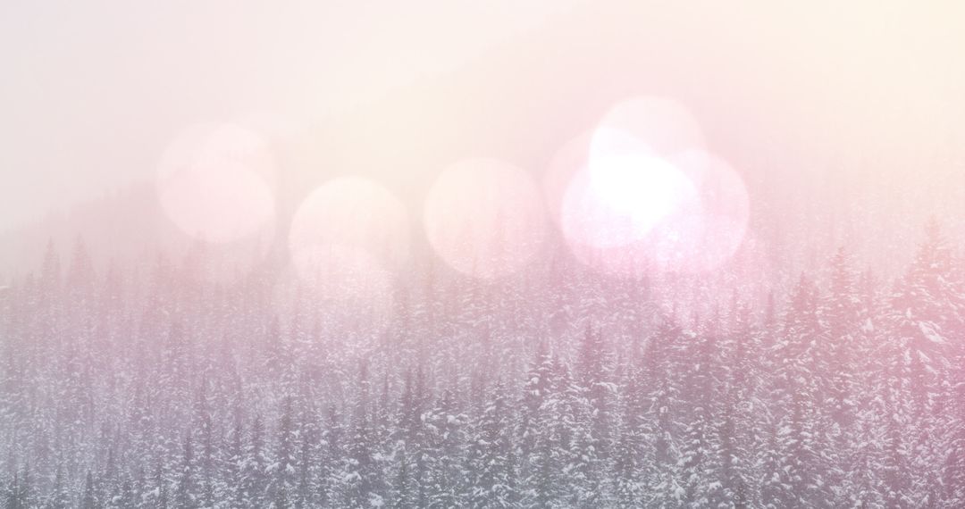 Winter Forest Wonderland with Soft Bokeh Lights