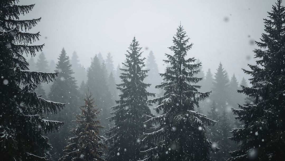 Snow-dusted evergreen trees standing in foggy winter forest with gently falling snow