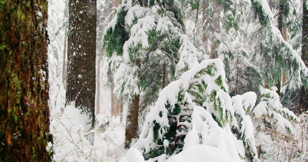 Snow Covered Trees in Winter Forest - Free Images, Stock Photos and Pictures on Pikwizard.com