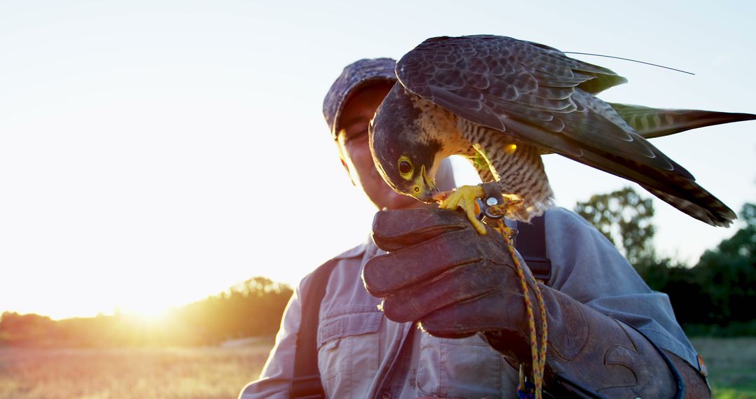 Falconer Holding Perched Falcon with Sunlight in Background - Free Images, Stock Photos and Pictures on Pikwizard.com