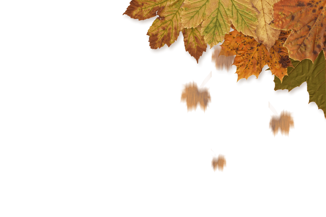 Transparent Corner Arrangement of Autumn Leaves