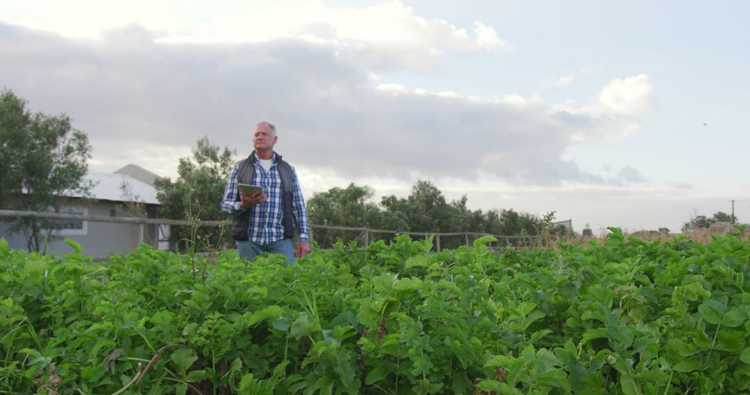 Senior Farmer Using Tablet in Green Vegetable Field - Free Images, Stock Photos and Pictures on Pikwizard.com