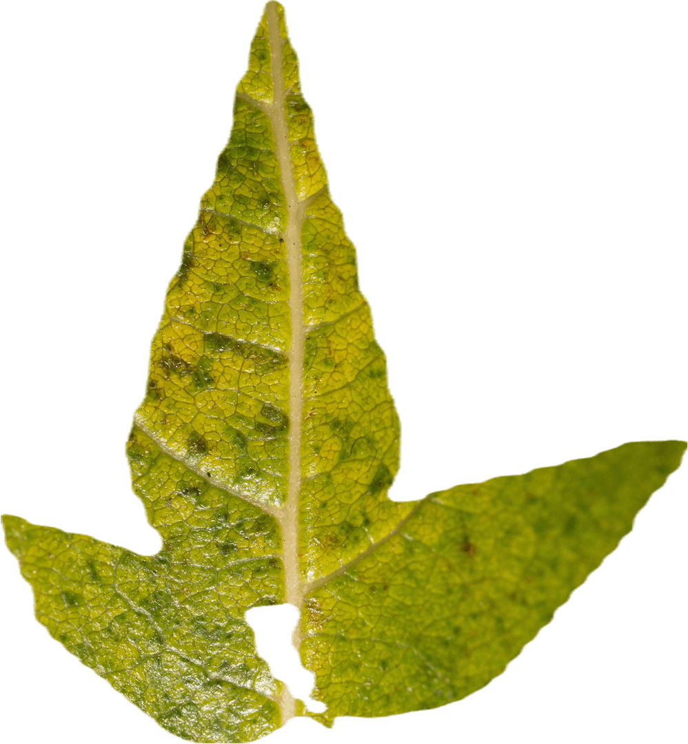 Yellowed Leaf Illustration on Transparent Background