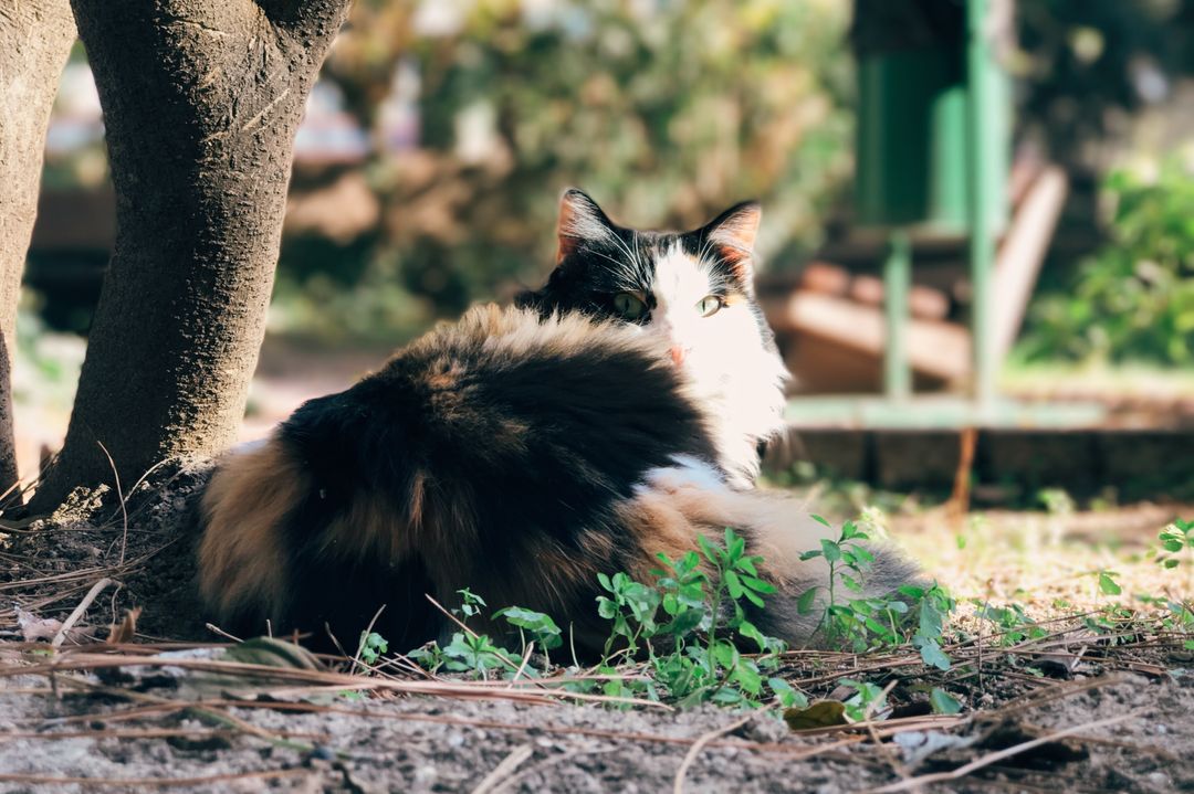 Relaxing Calico Cat Lounging Under Tree in Sunlit Garden - Free Images, Stock Photos and Pictures on Pikwizard.com