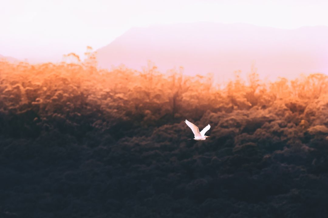 White Egret Gliding Over Forest at Golden Hour with Sunset Glow and Misty Hills