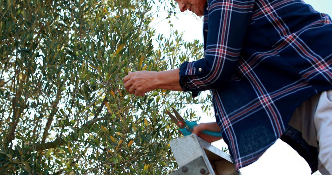 Senior Woman Pruning Olive Tree on Ladder in Garden - Free Images, Stock Photos and Pictures on Pikwizard.com