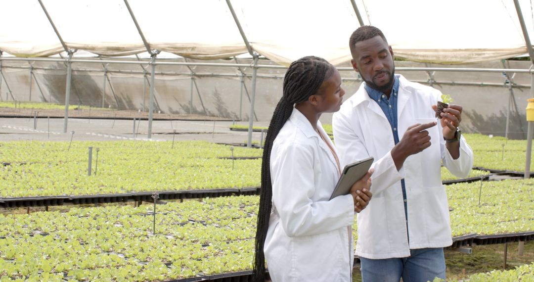 Scientists Analyzing Hydroponic Crop Growth in Greenhouse