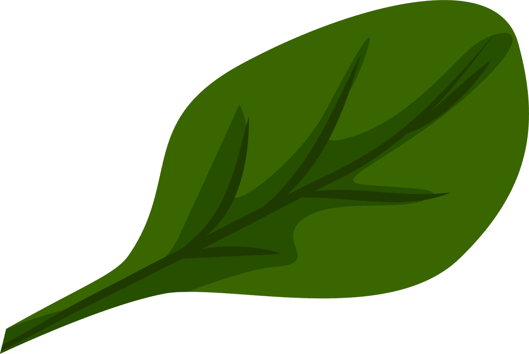 Stylized Herbal Leaf on Transparent Background