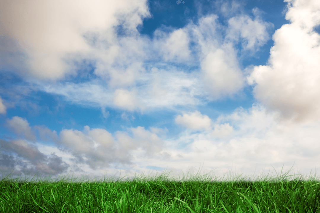 Transparent Green Grass with Blue Sky in Background Isolated