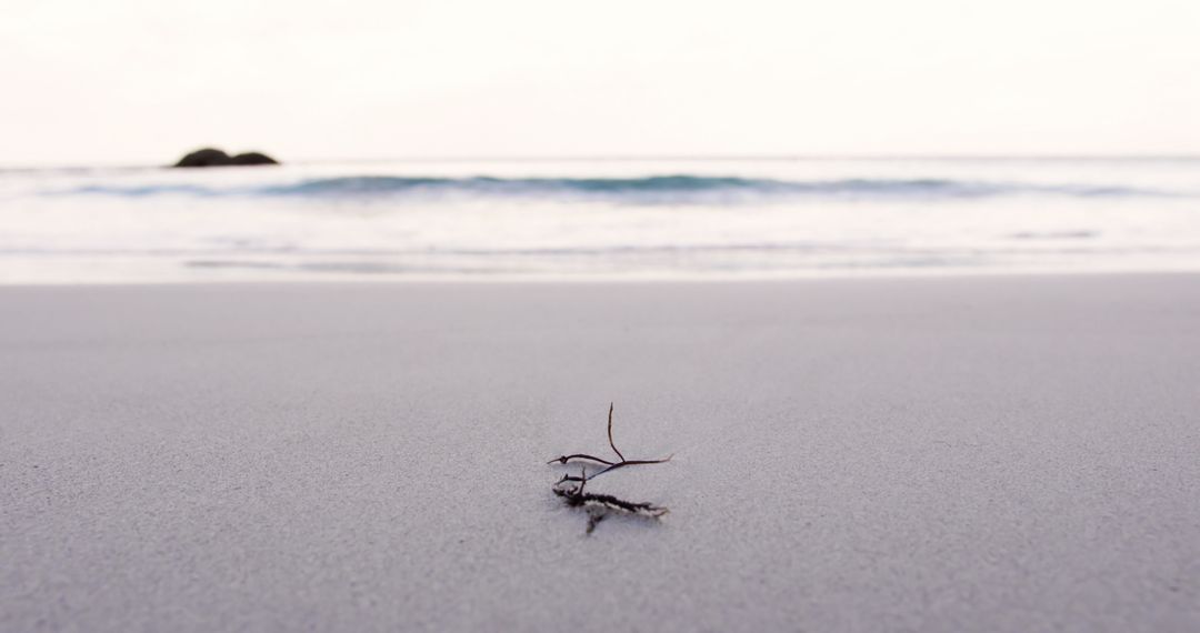 Close-Up of Dry Twig on Serene Sandy Beach at Sunrise