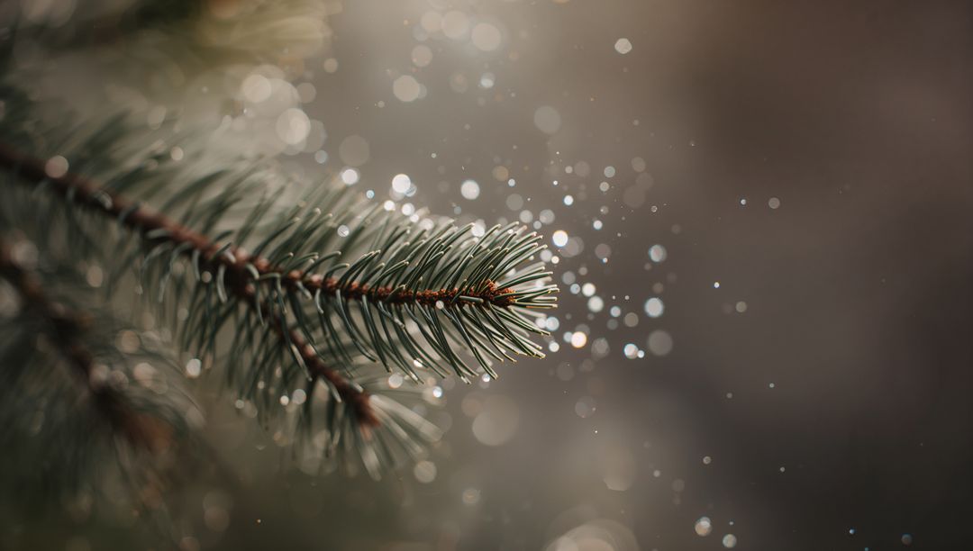 Conifer twig glinting with dewdrops and bokeh light orbs, macro evergreen seasonal detail