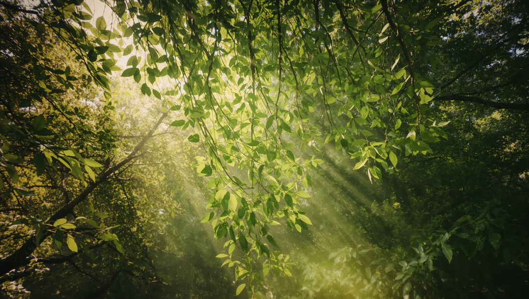 Lush Green Leaves Illuminated by Sunbeams in Forest Canopy