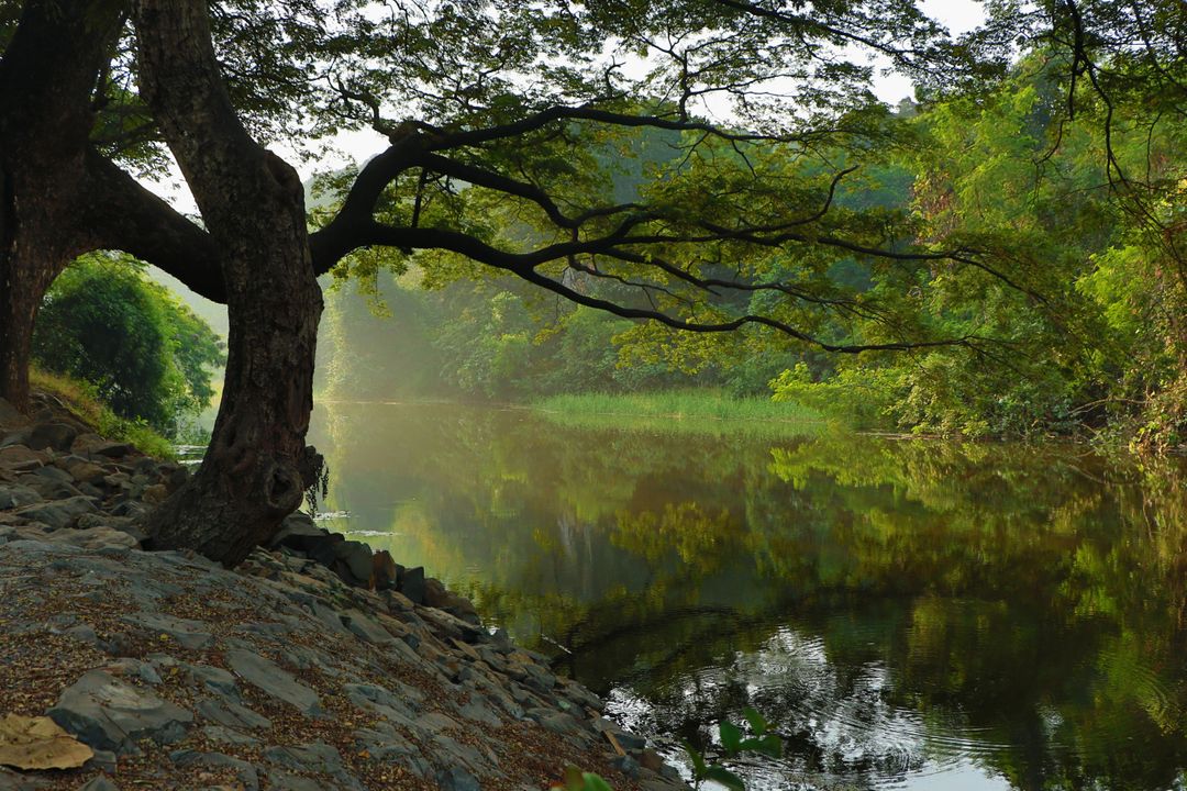 Serene river flowing through lush green forest - Free Images, Stock Photos and Pictures on Pikwizard.com