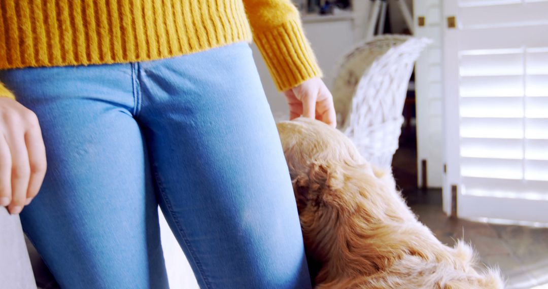 Person Wearing Yellow Sweater Petting Dog Indoors - Free Images, Stock Photos and Pictures on Pikwizard.com