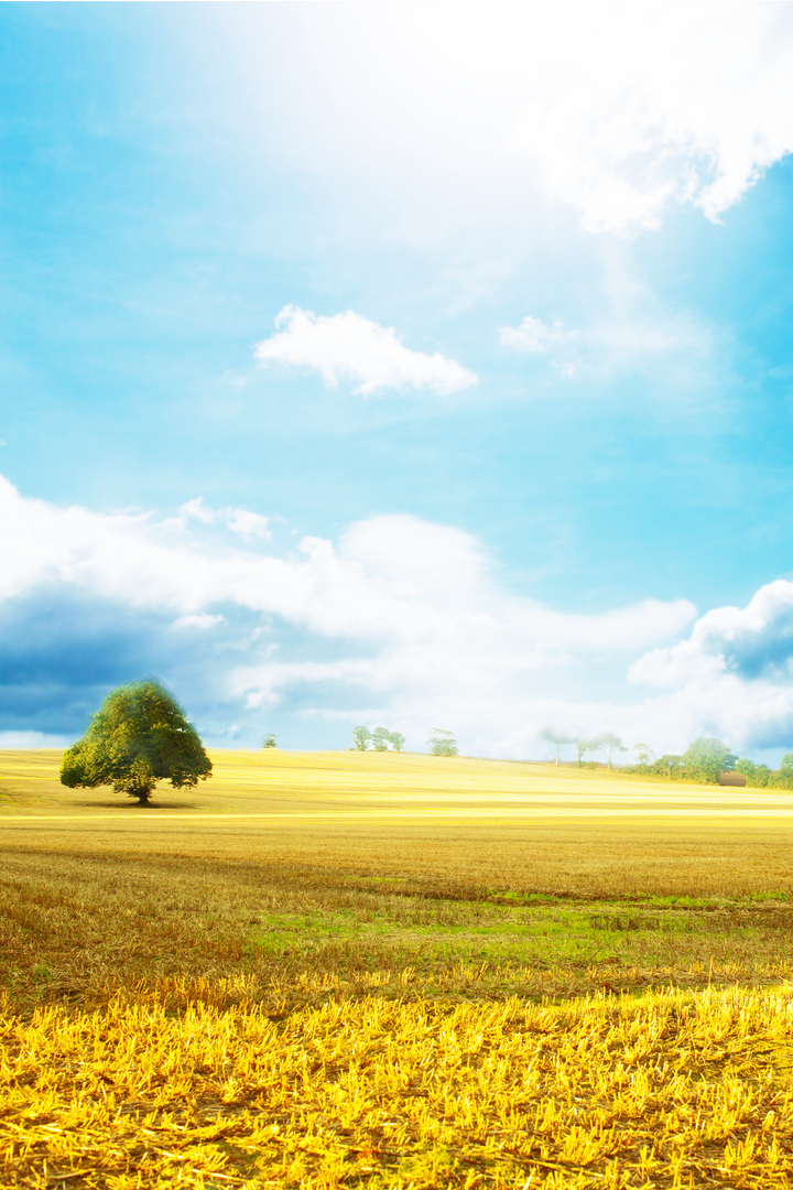 Transparent picturesque landscape with field, tree and blue sky - Download Free Stock Images Pikwizard.com