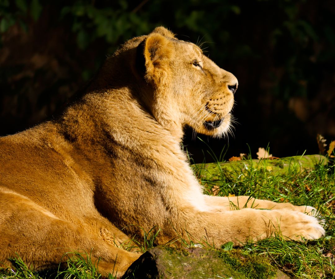 Majestic Lioness Basking in Sunlight - Free Images, Stock Photos and Pictures on Pikwizard.com