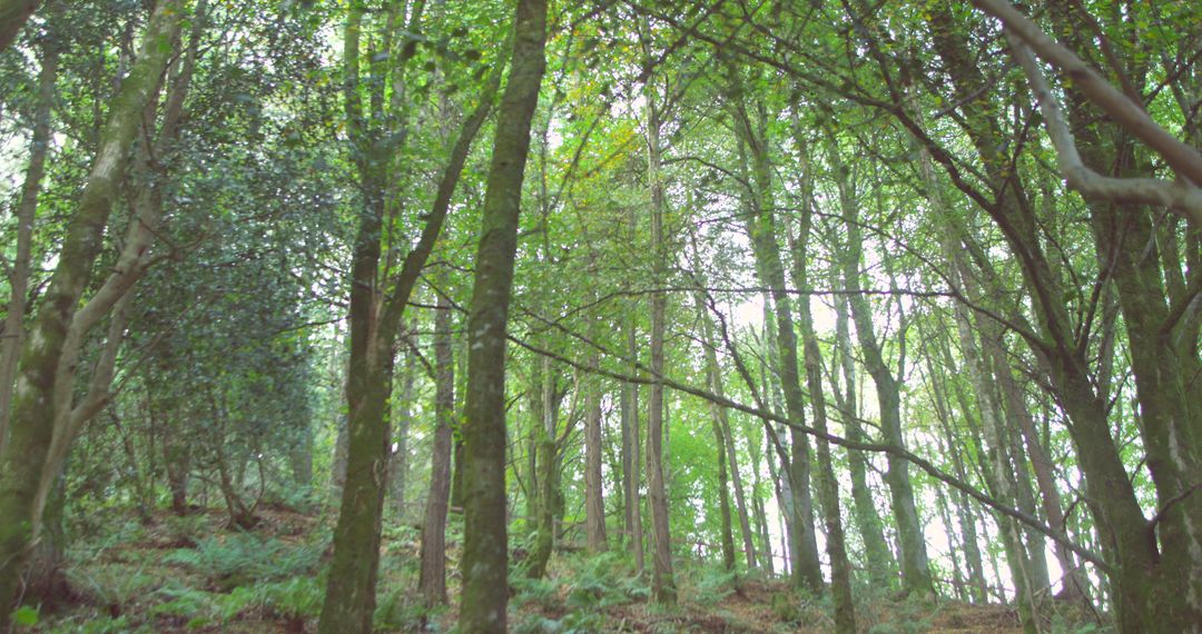 Lush Green Forest with Tall Trees and Vegetation - Free Images, Stock Photos and Pictures on Pikwizard.com