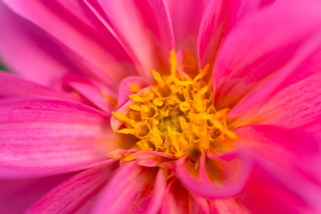 Vibrant pink dahlia macro showing golden yellow center and delicate petals