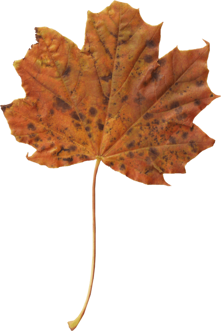 Transparent Autumn Maple Leaf with Brown Flek Details