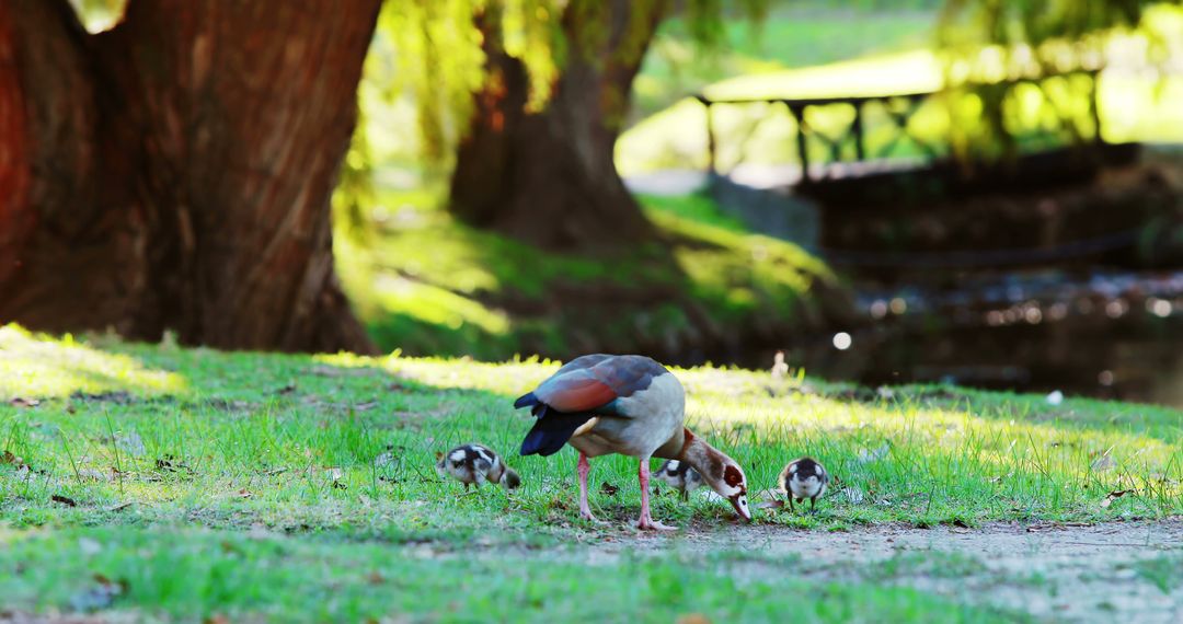 Egyptian Goose with Goslings Grazing on Bright Summer Day - Free Images, Stock Photos and Pictures on Pikwizard.com