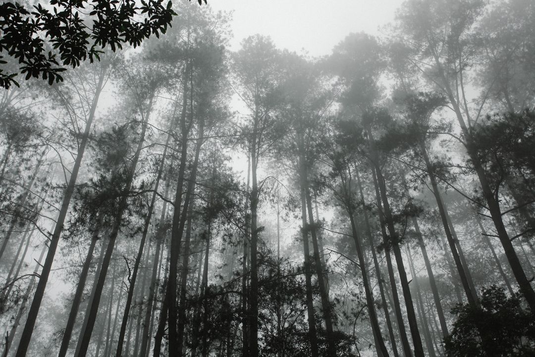 Misty forest with tall pine trees in dense fog - Free Images, Stock Photos and Pictures on Pikwizard.com