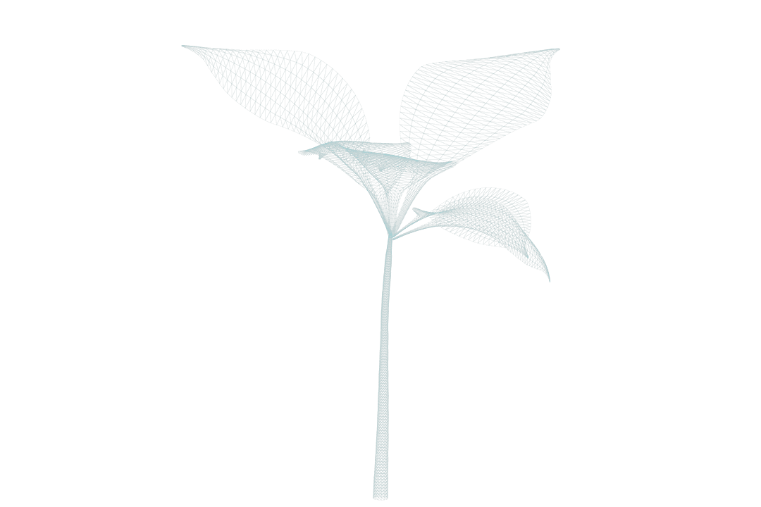 Transparent 3D Plant Stem with Leaves and Wireframe Texture