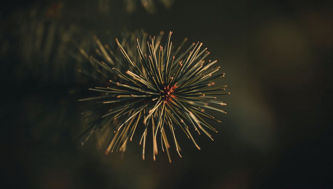 Conifer Needle Burst Radiating from Central Bud with Warm Bokeh and Soft Backlight