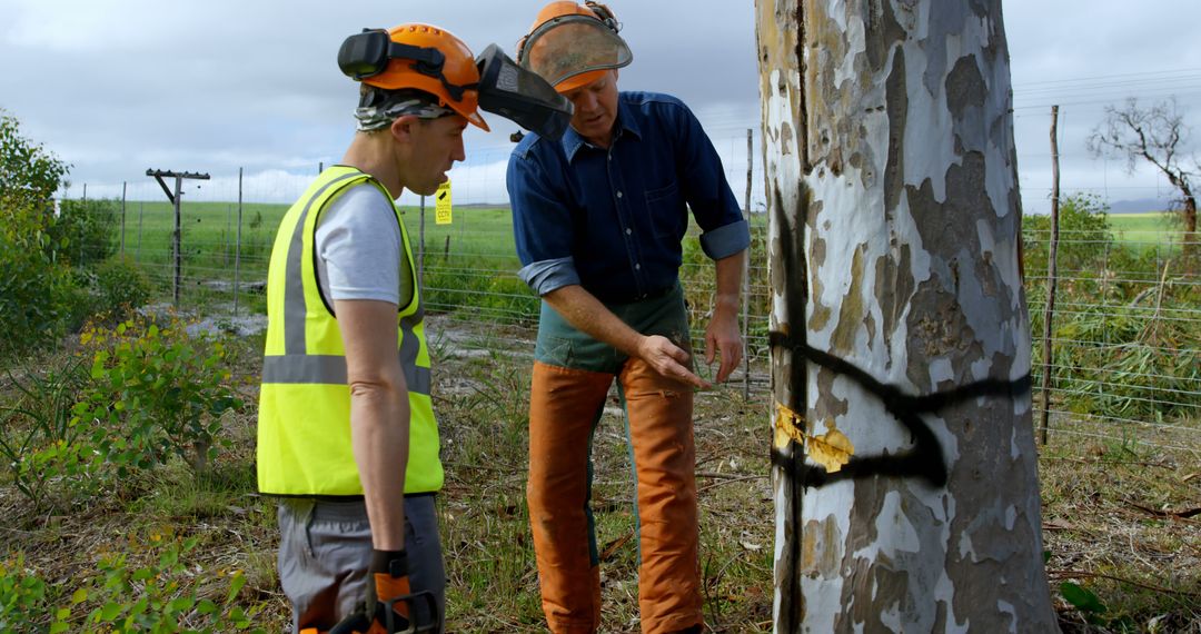 Forestry Workers Evaluating Marked Tree in Field - Free Images, Stock Photos and Pictures on Pikwizard.com