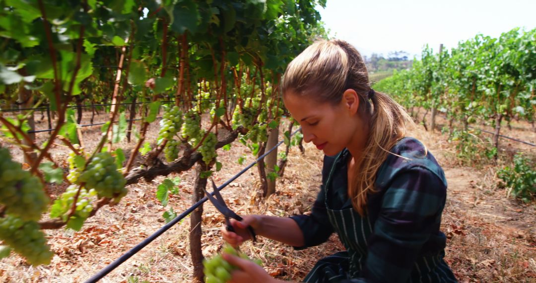 Young woman harvesting green grapes in vineyard - Free Images, Stock Photos and Pictures on Pikwizard.com